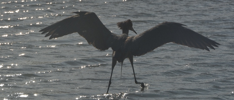 heron in water 